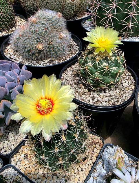 Cactus, Close-up Hintergrundbilder