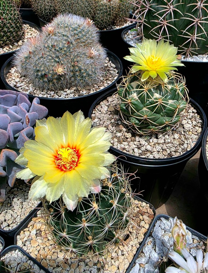 רקעים Pollen, petal