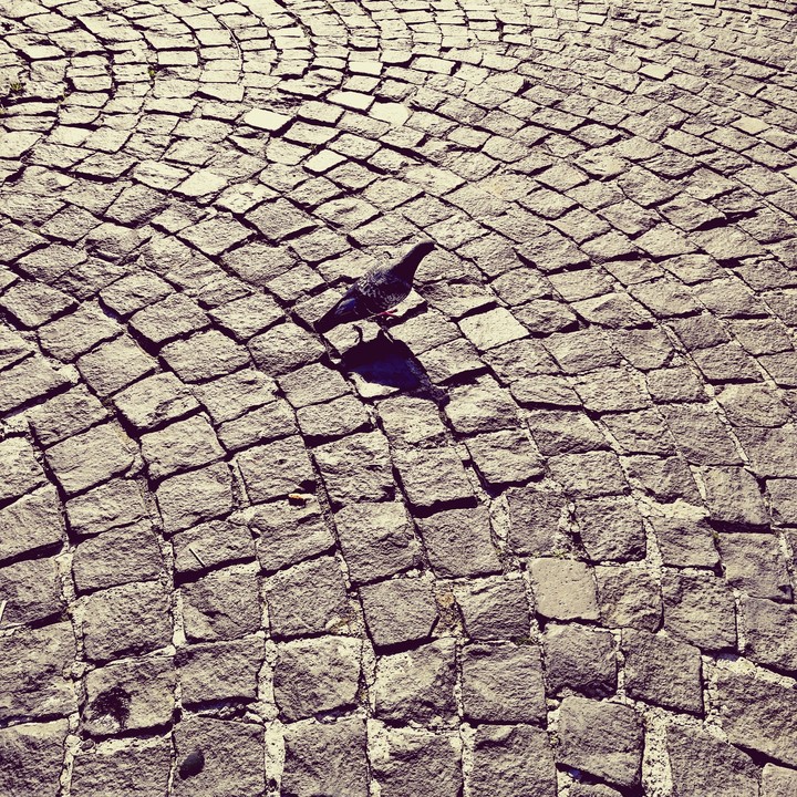 Piccione a spasso..