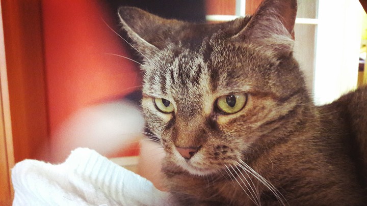 meow