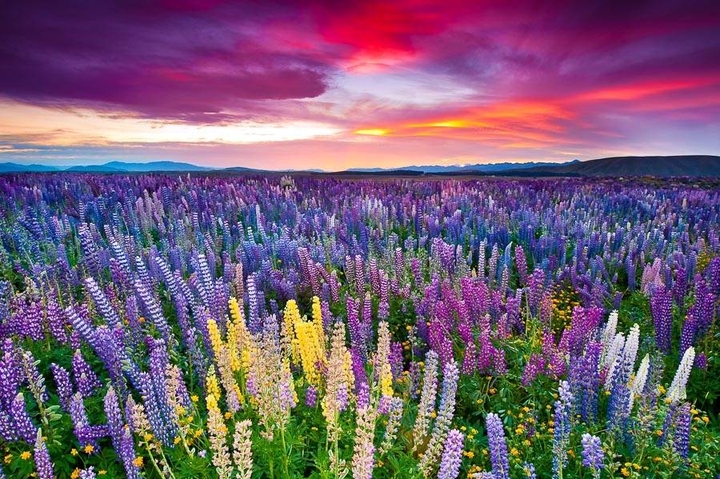 lupines