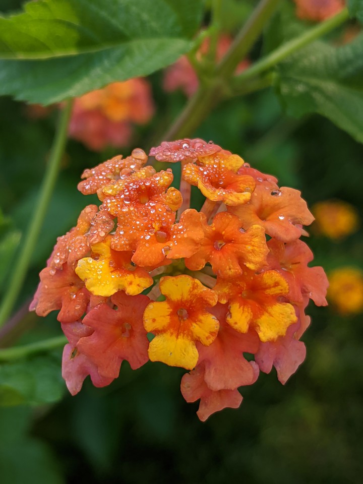 dew drops
