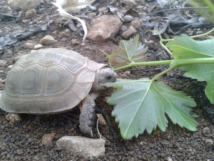 turtle