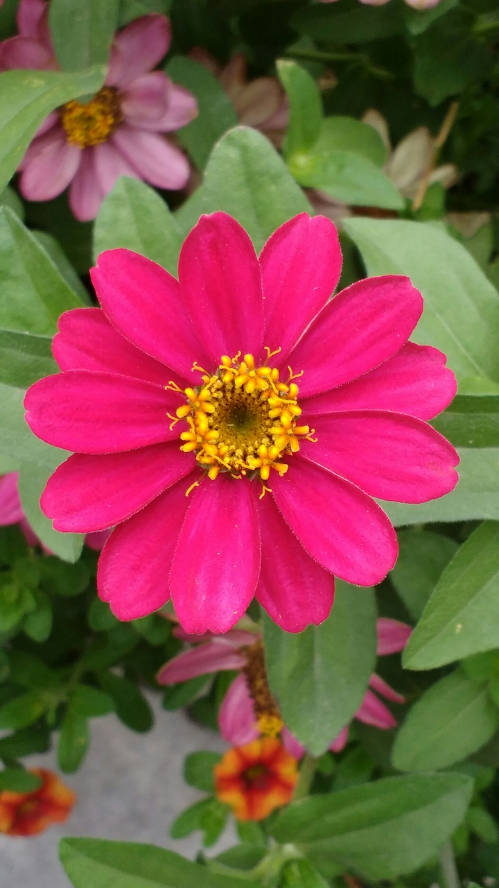 Park flower