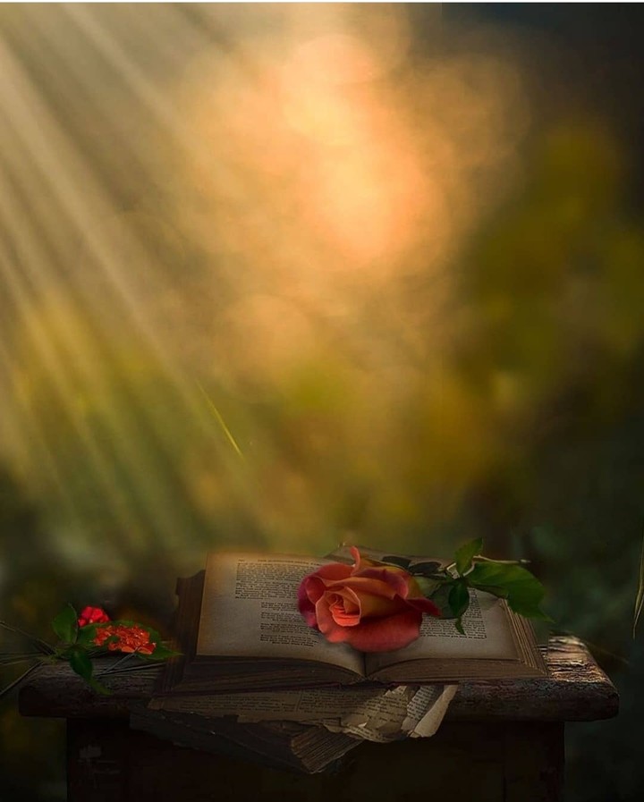 #rose