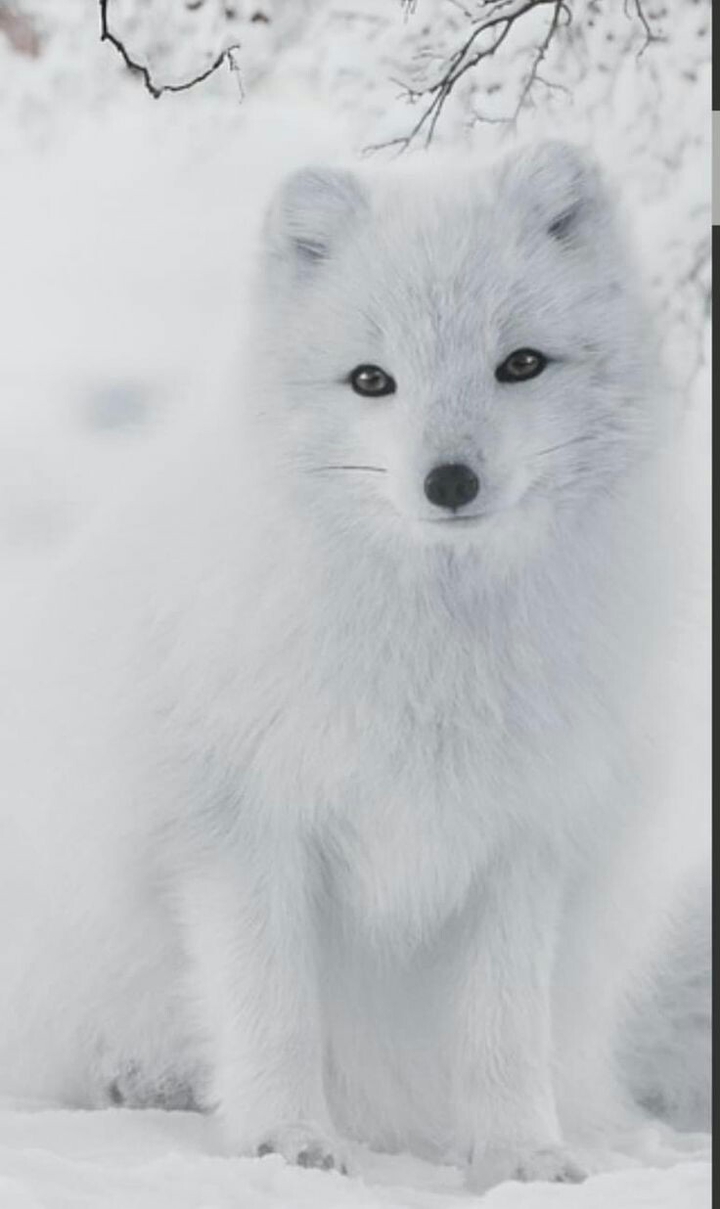 artic fox