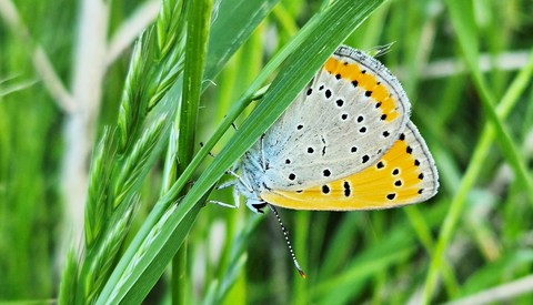 sfondi pollinator, Yellow