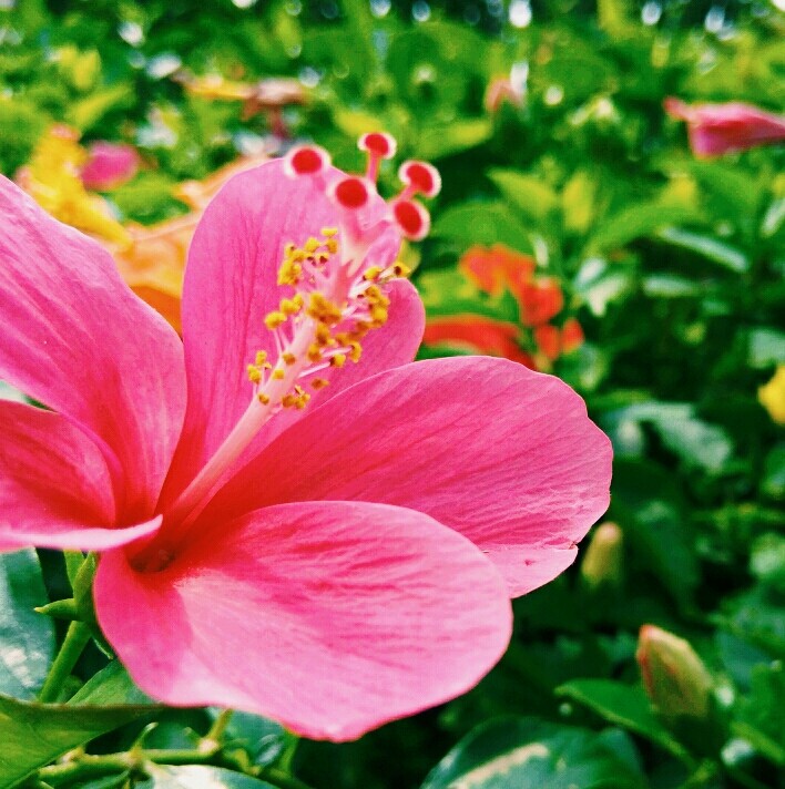 hibiscus