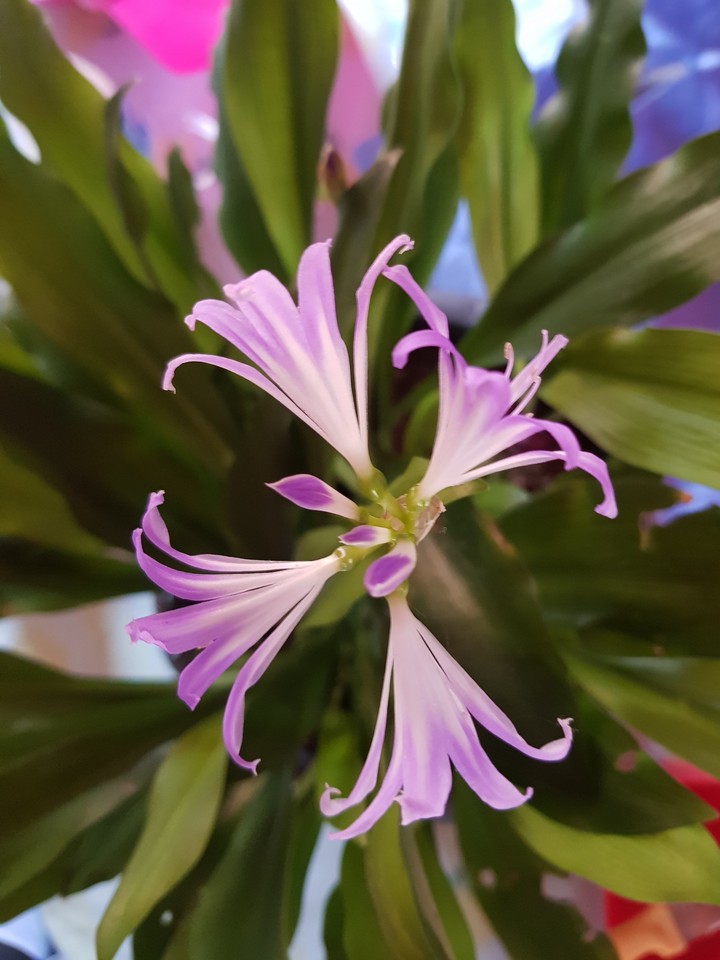 Flores da Amazônia
