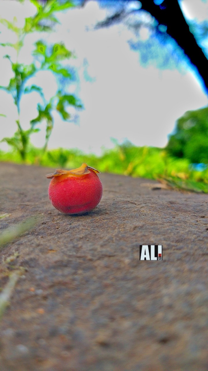 വഴിയോരത്തു കണ്ട ഒരു പഴം