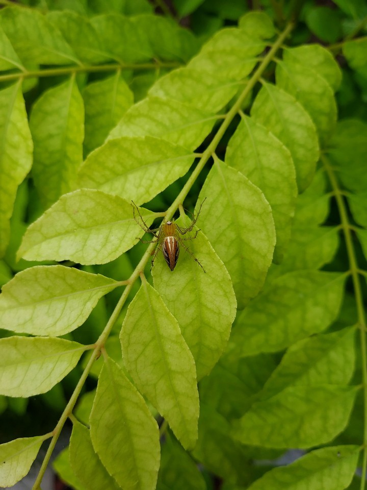 Spider