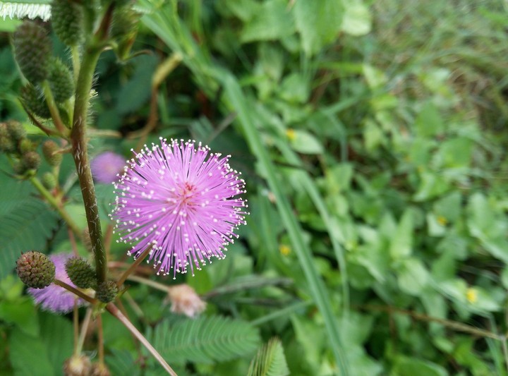 Nature