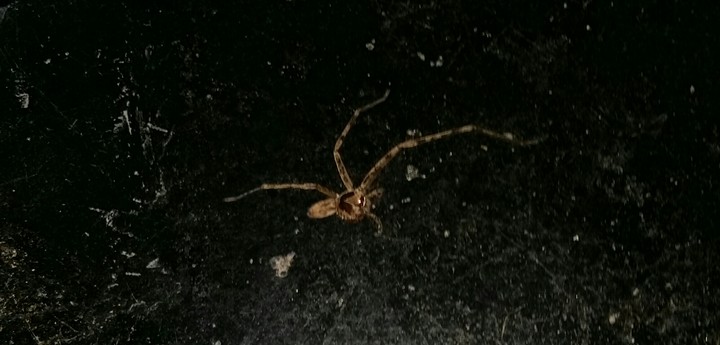 Spiderman with 3 legs