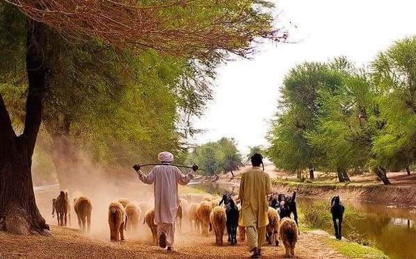 punjabi culture