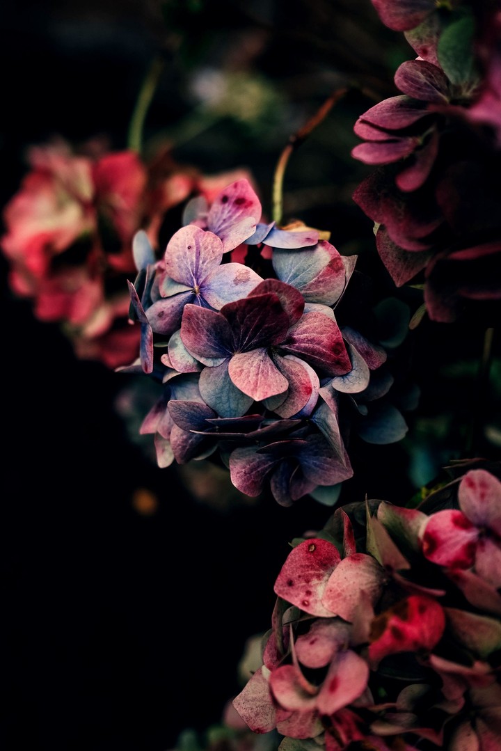 bokeh