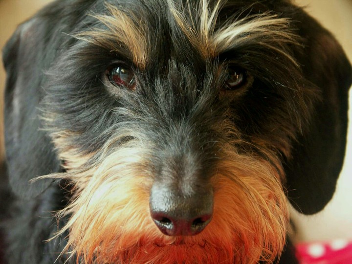 love dog