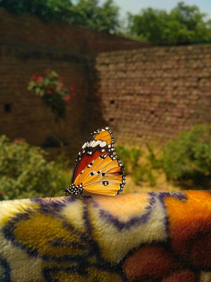 Beautiful butterfly