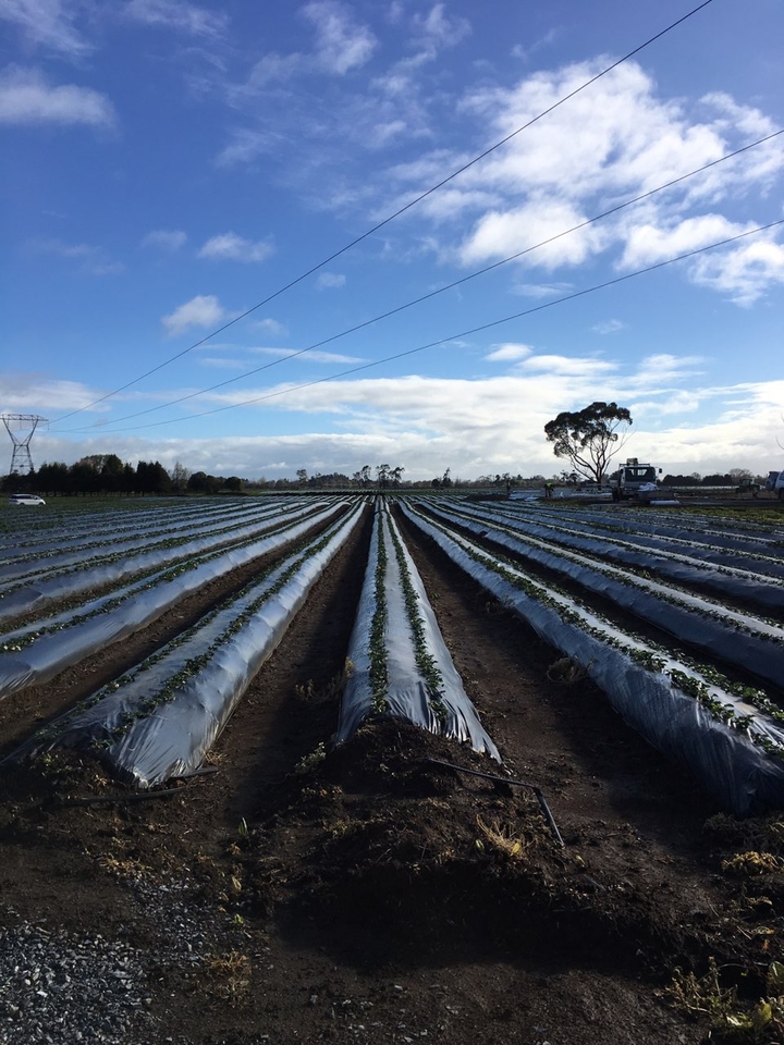 Strawberry Farm