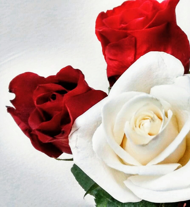 Roses