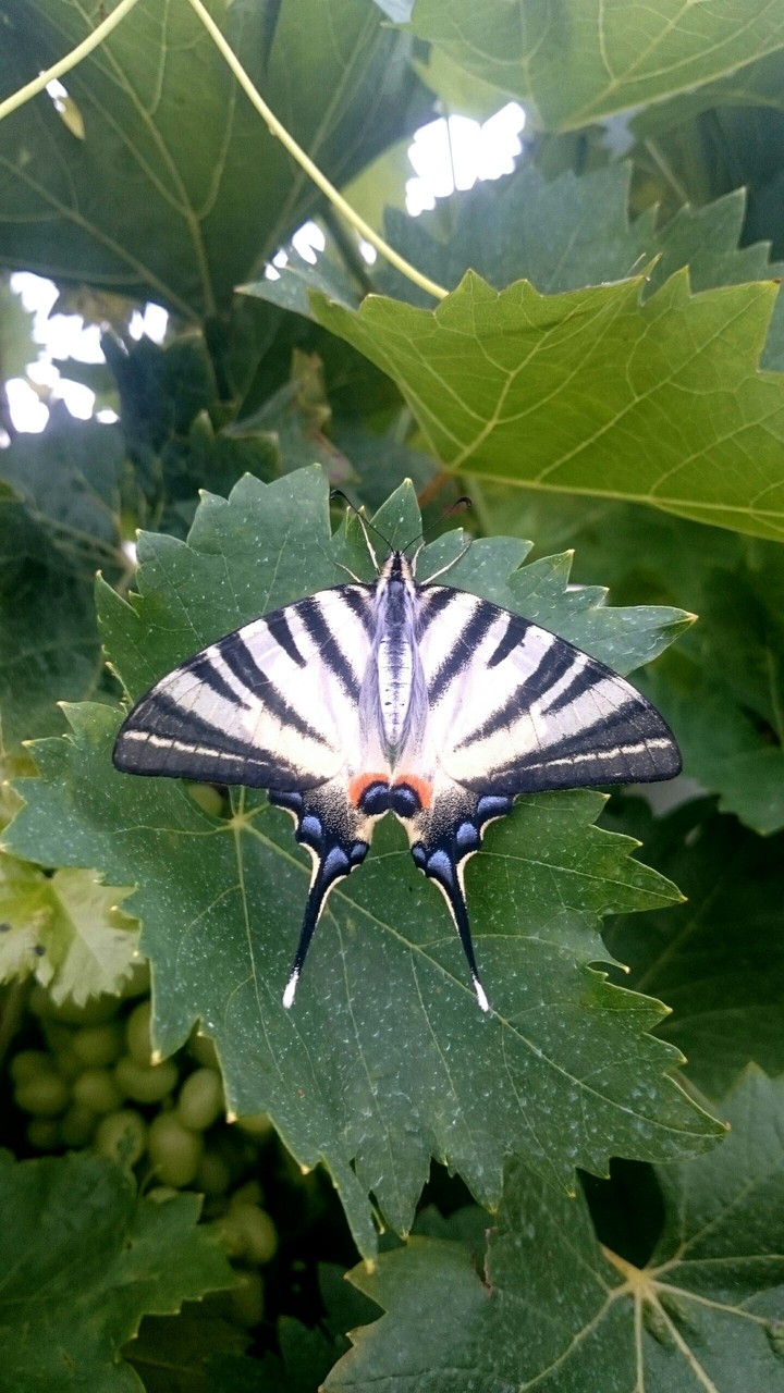 This is beautiful butterfly!