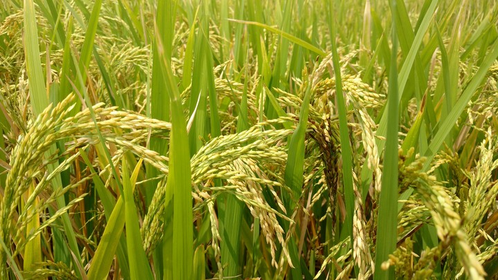 paddy green