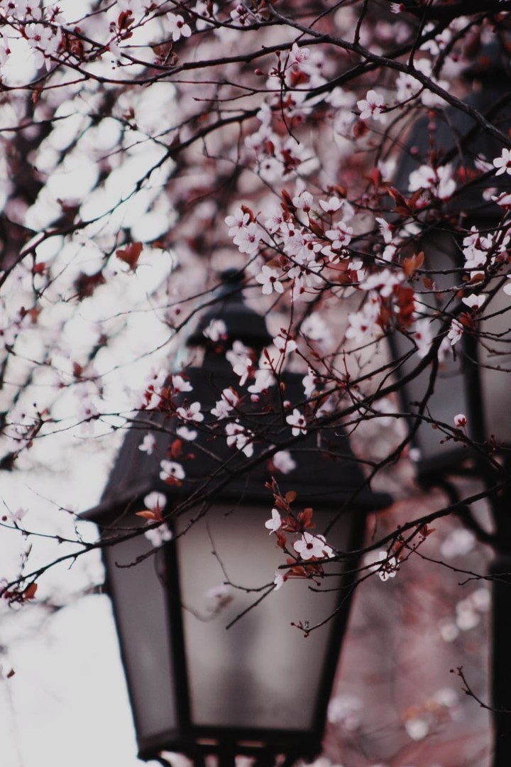 spring