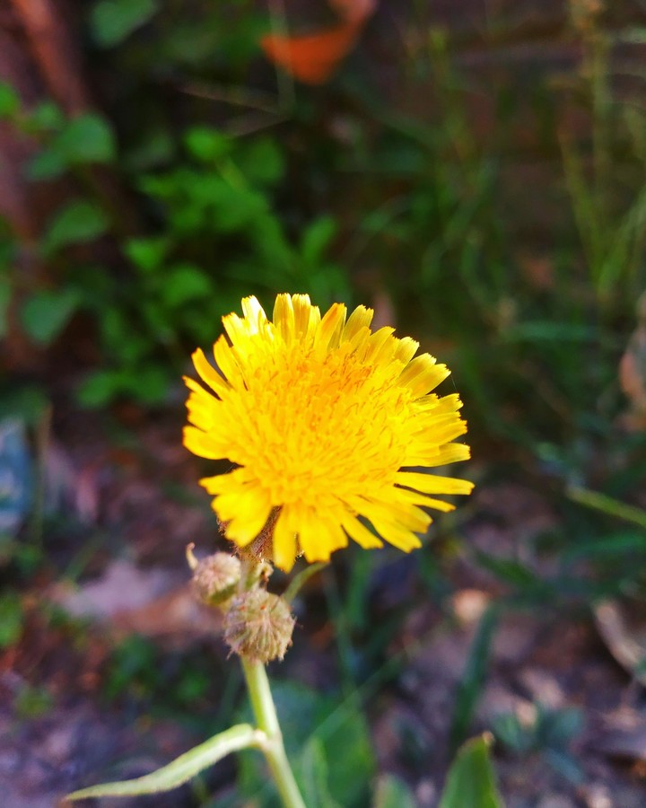 beautiful flower