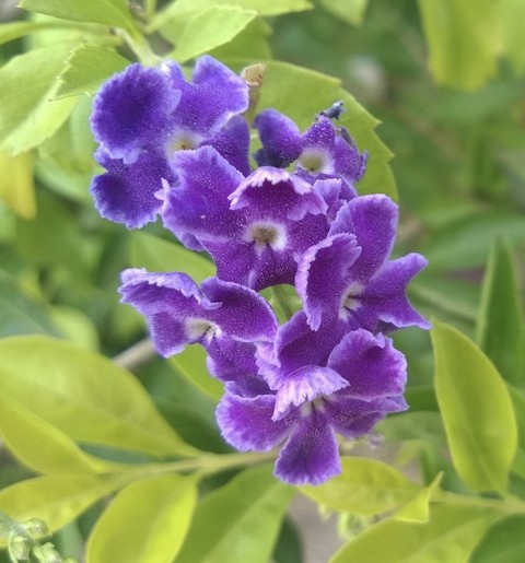 fondos de pantalla plant, flower