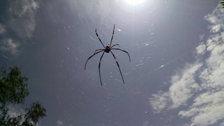 Spider