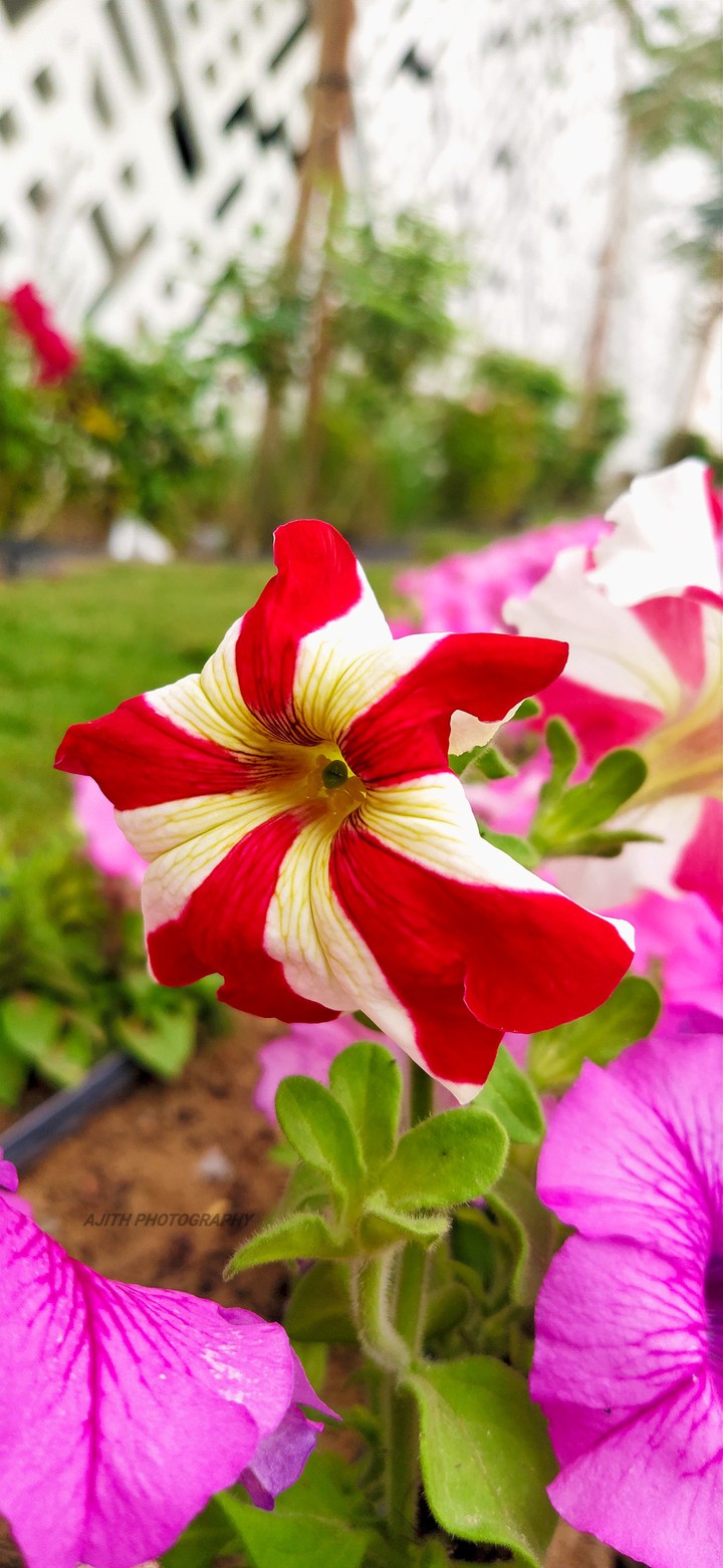 flower