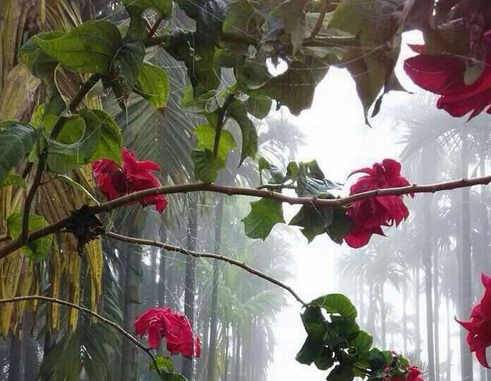 Mist