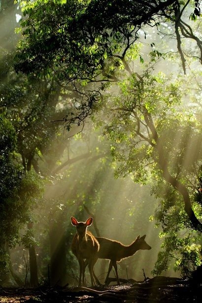 Dear deers