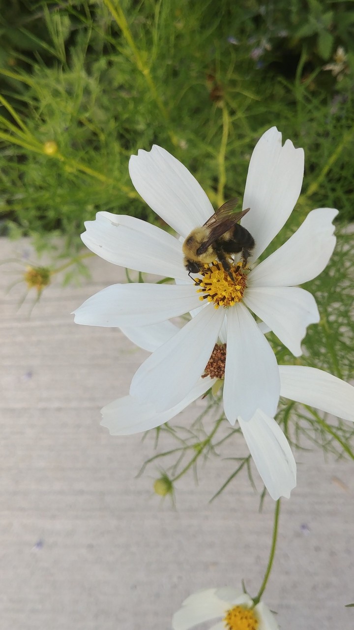 Bee with flower