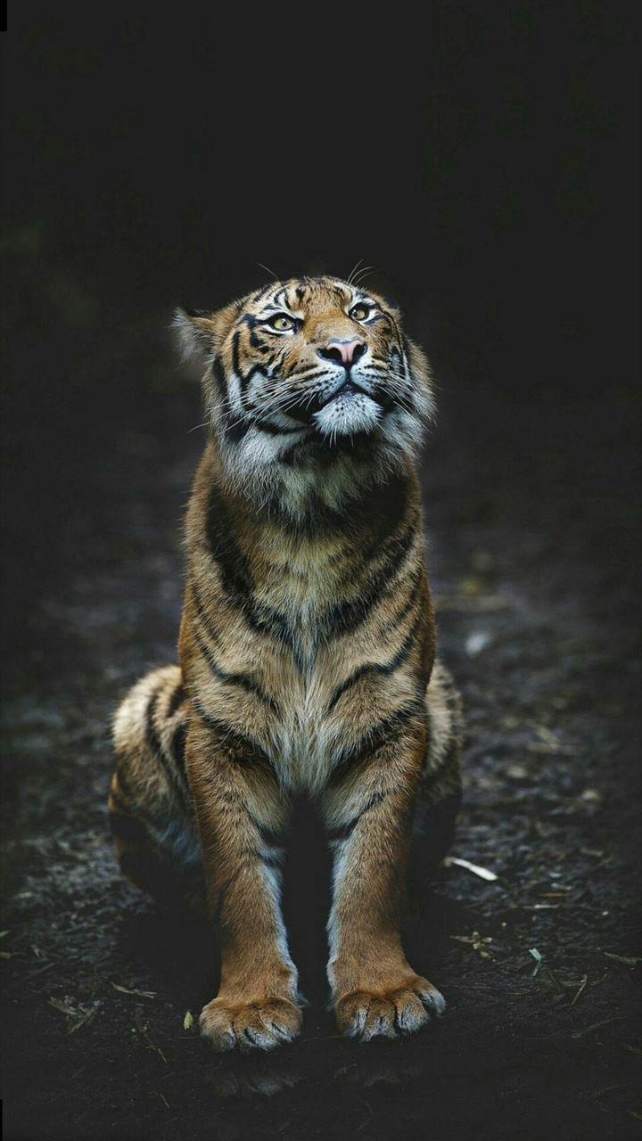 macan kemayoran