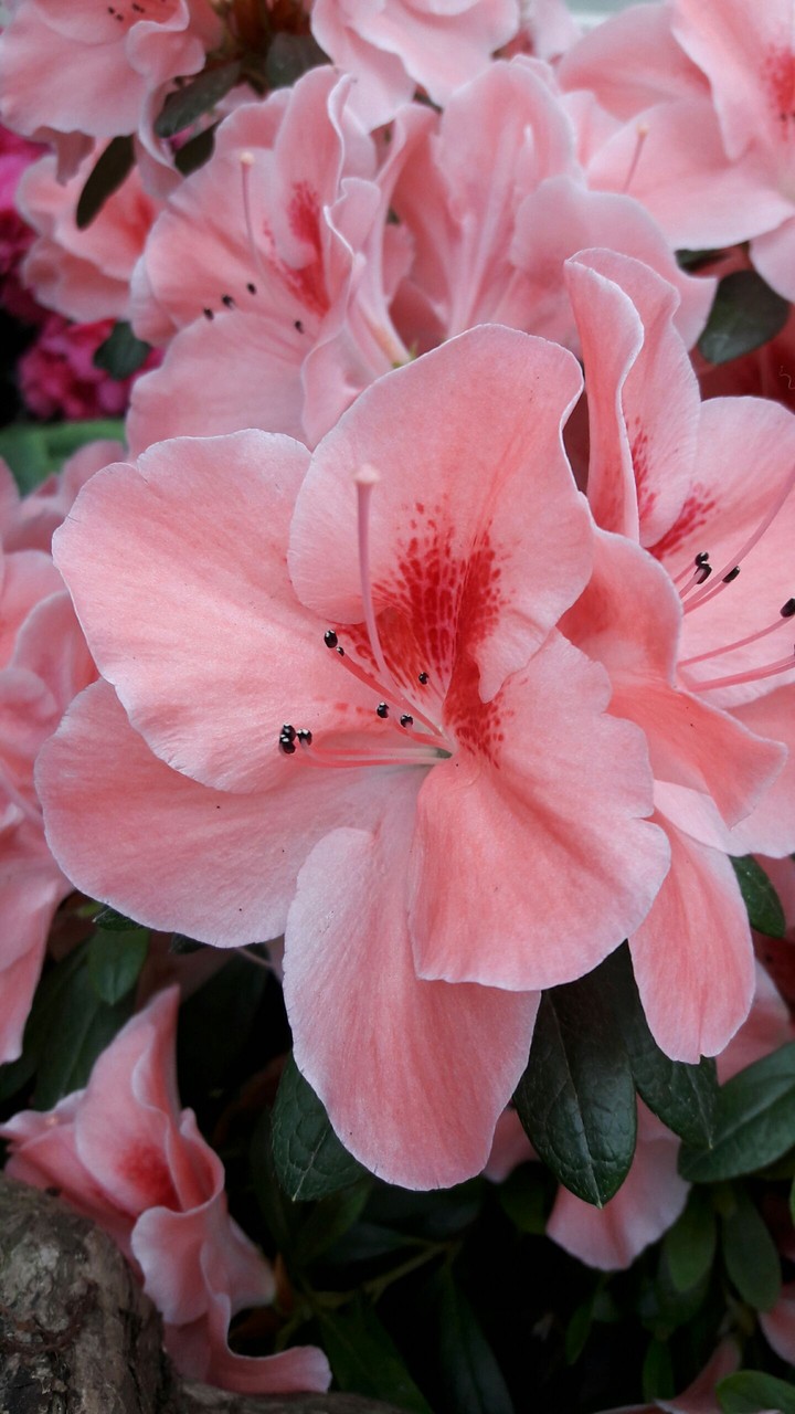 Red-rosa flower