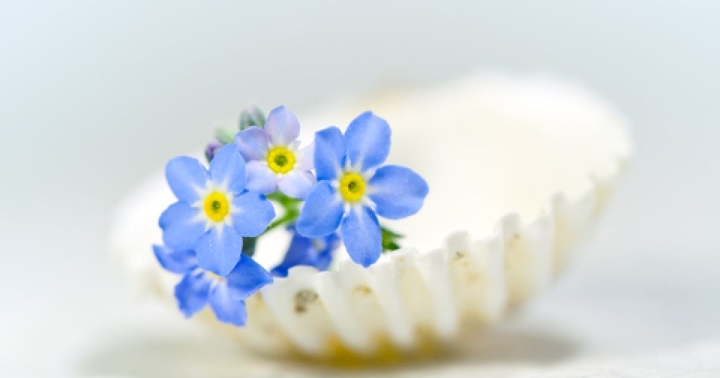 forgetmenot & shell