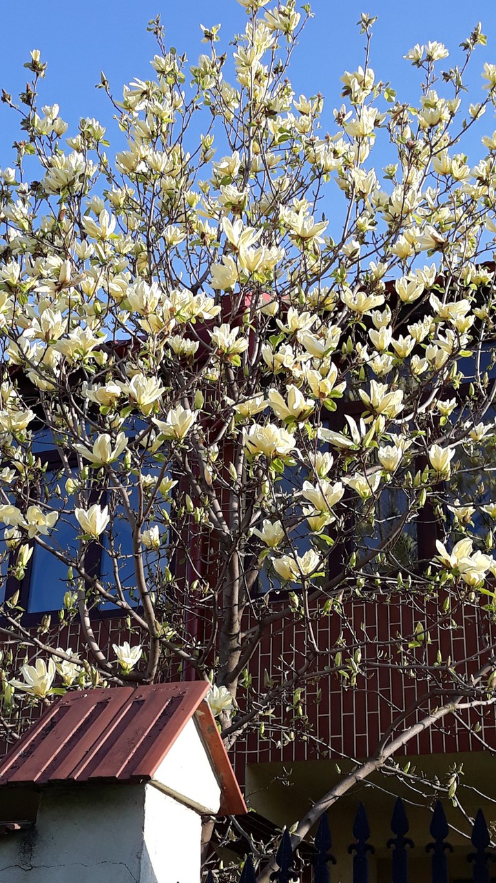 Magnolia *