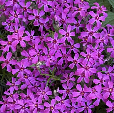 шпалери flower, purple