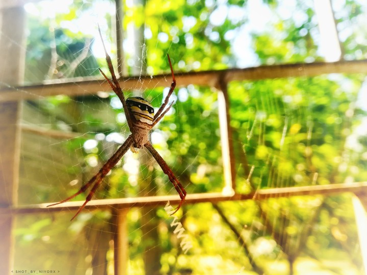 spyder