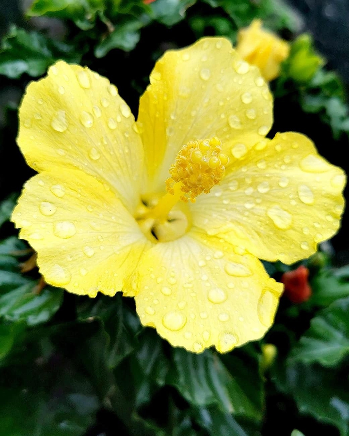 Blumen