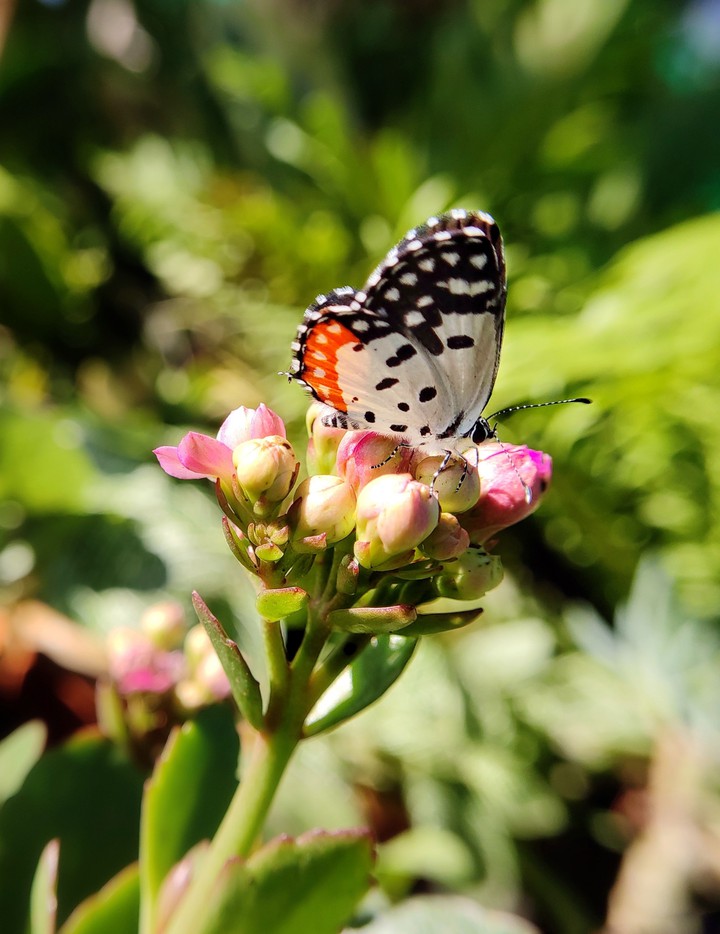 butterfly on flower