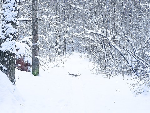 植物, snow壁纸