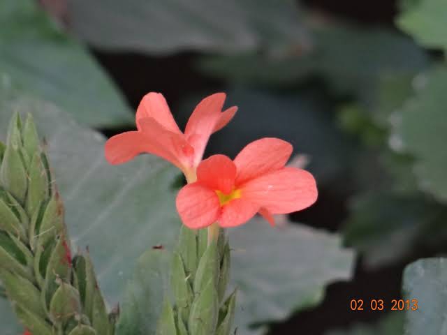 firecracker flower