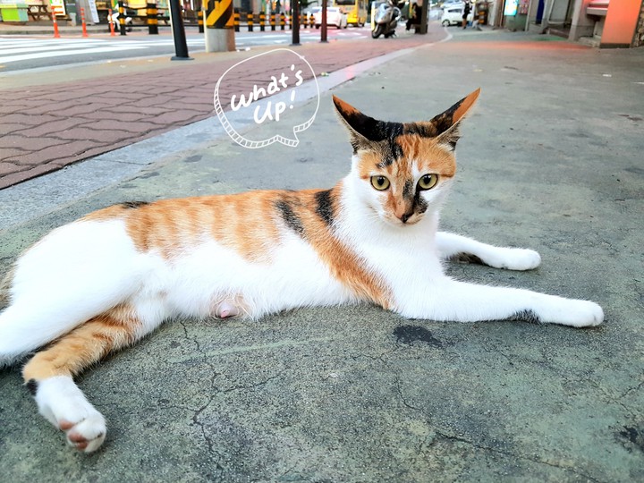 cat♡