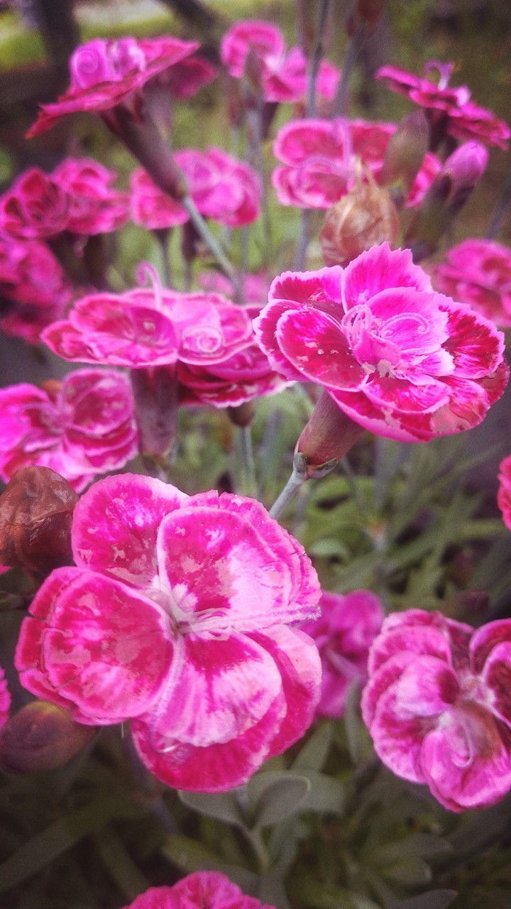 Cute flowers