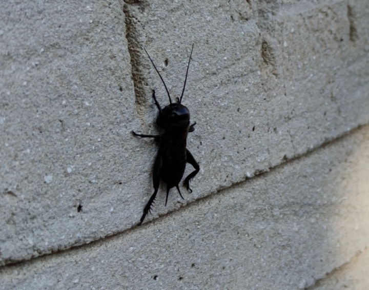 field cricket