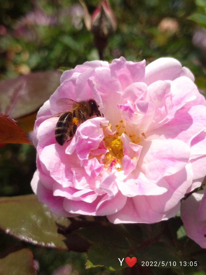 Y♥️ Bees and flowers: eternal love