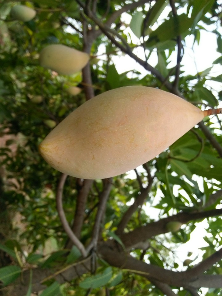 mango