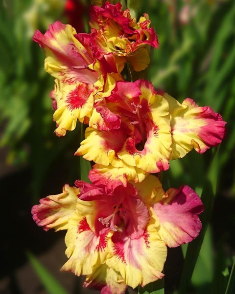 Gladiola