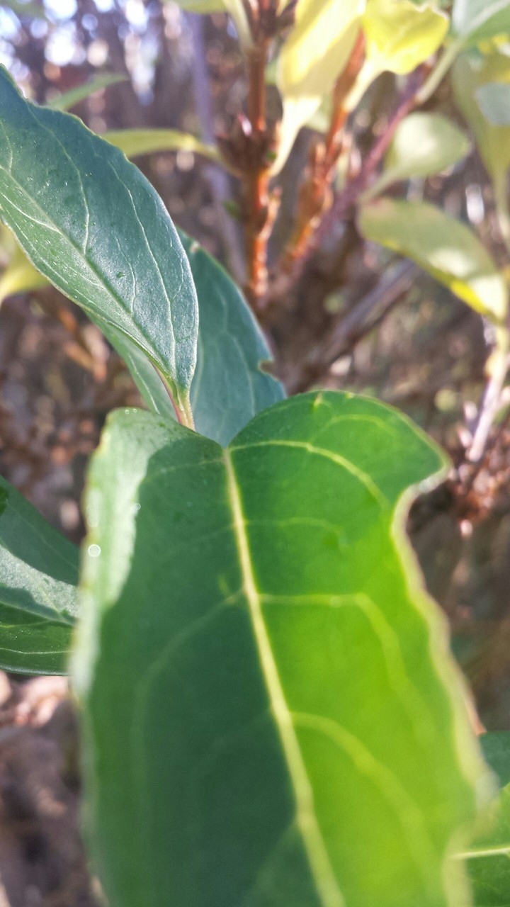 Leaf